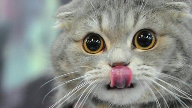 Why Cats Need Grooming