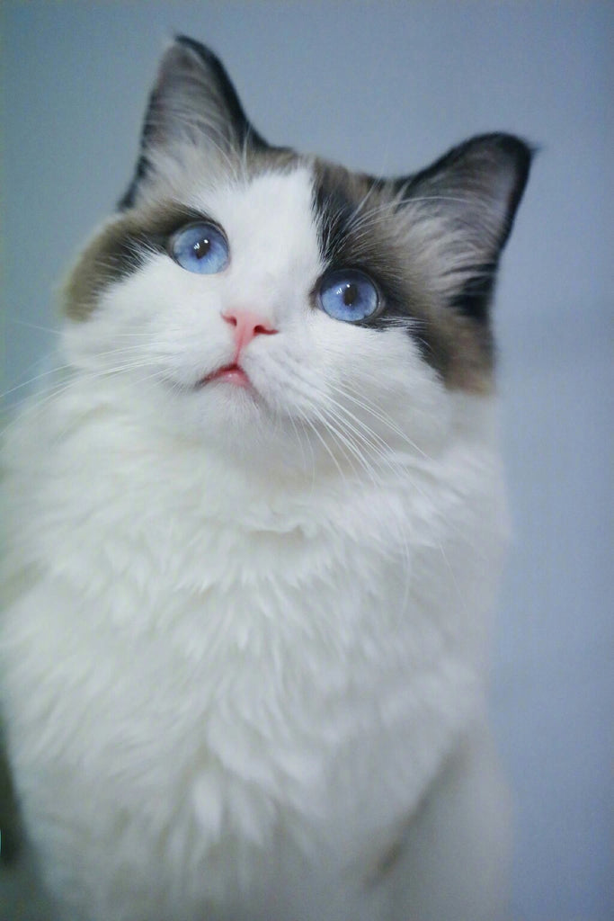 The Purrfect Pampering: Exploring the Benefits of Cat Massagers